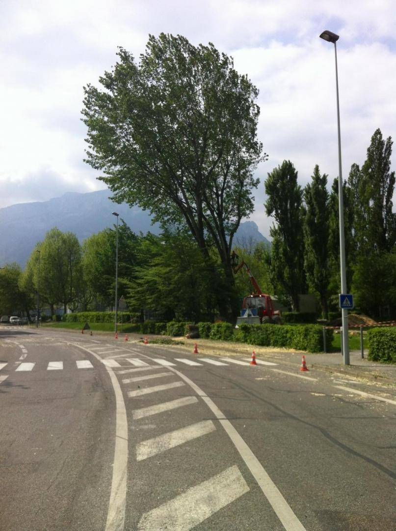 arbre route