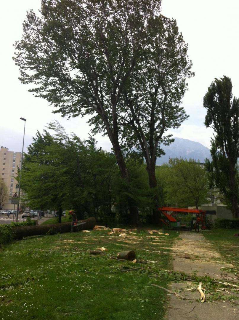 arbre découpe